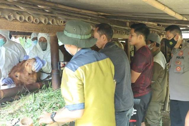 Wakil Ketua Komisi IV DPR usul beli ternak terkena PMK dan musnahkan