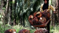 Harga Kelapa Sawit Mulai Merangkak Naik Seiring Ekspor CPO Dibuka