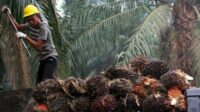 Petani Sawit Diminta Percayakan Kebijakan Pada Pemerintah