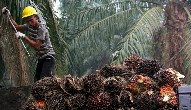 Petani Sawit Diminta Percayakan Kebijakan Pada Pemerintah