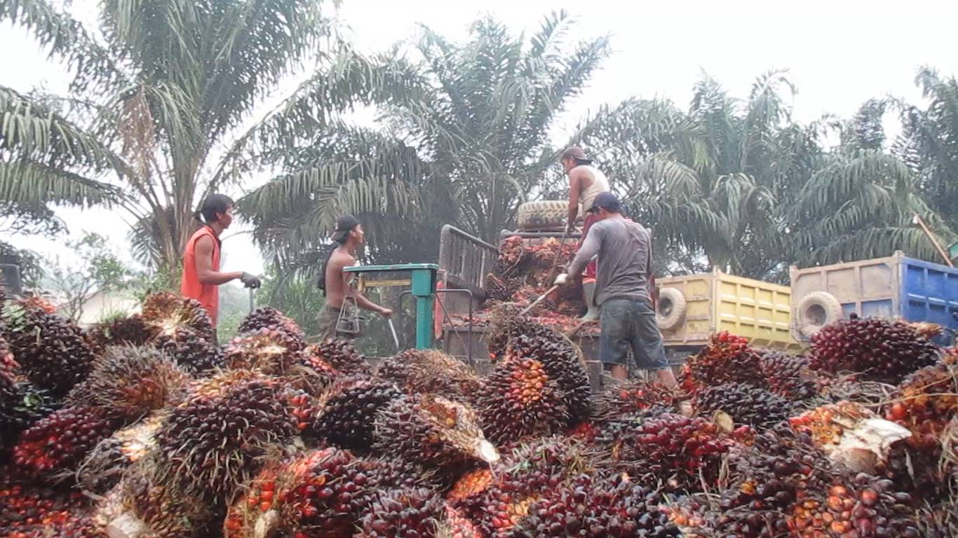 Oil Palm Farmers Appreciate Government Opening Cooking Oil Export