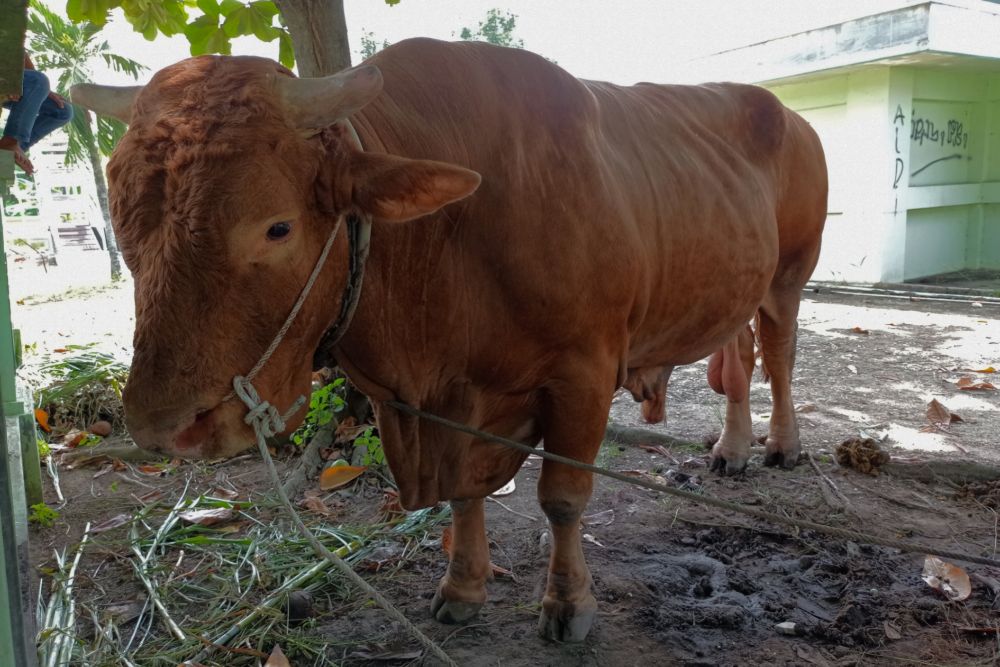 President Jokowi Has Prepared Sacrificial Cows for Distribution