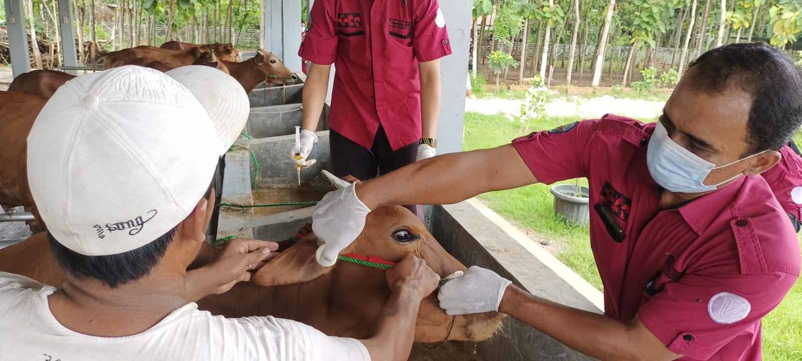 Puluhan Ekor Sapi di Bangkalan Suspek PMK