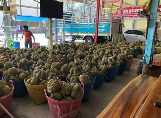 Aneh Bin Ajaib, Thailand Izinkan Warganya Pinjam Uang ke Bank Pakai Durian