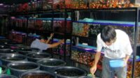 IPB: Indonesian ornamental fish have the opportunity to dominate the international market