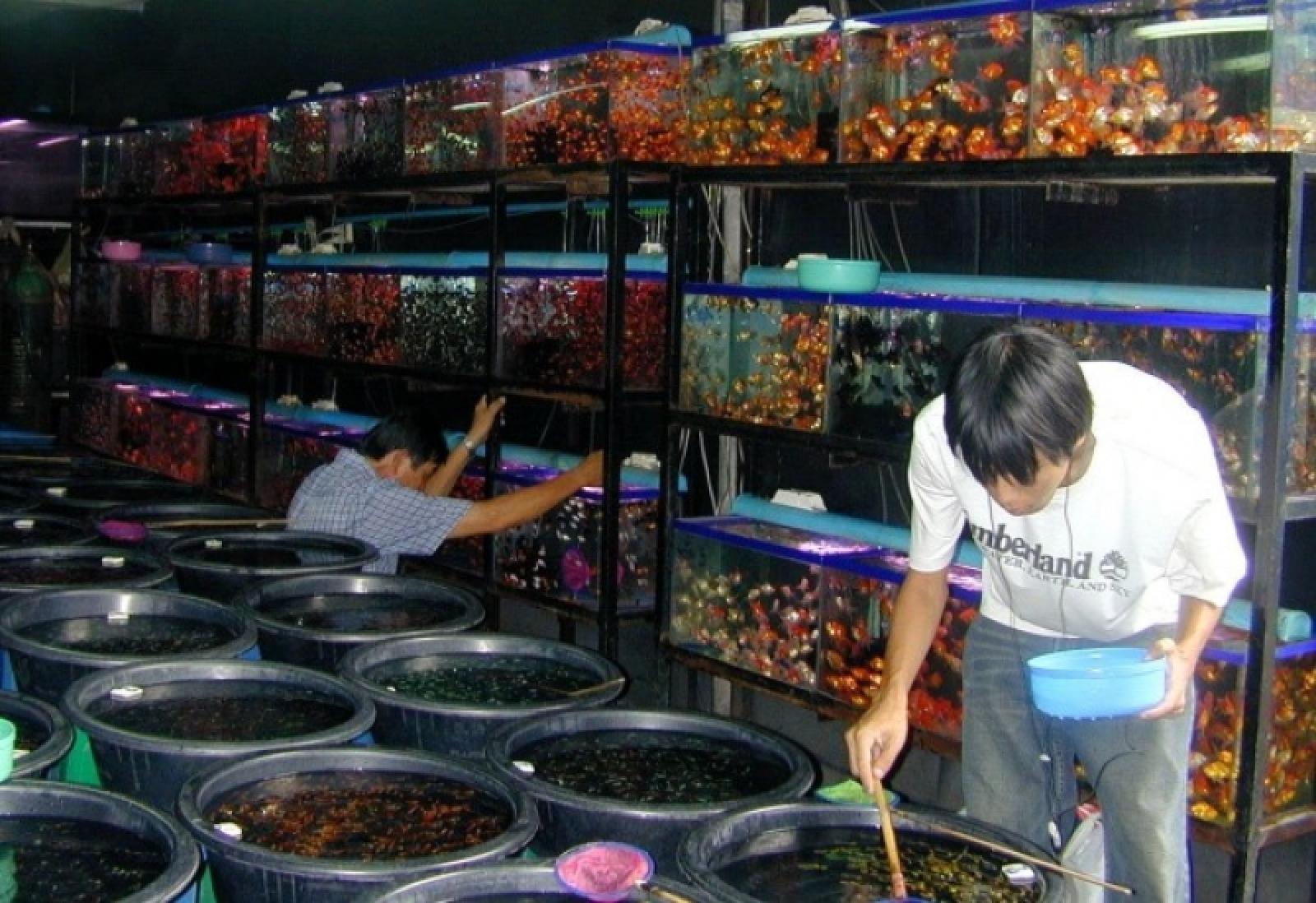 IPB: Indonesian ornamental fish have the opportunity to dominate the international market