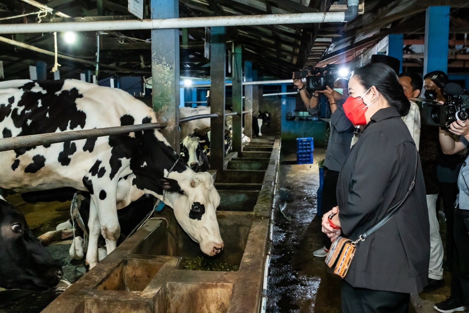 Puan Pantau Vaksinasi Sapi di Pasuruan Sebagai Antisipasi Penyebaran PMK