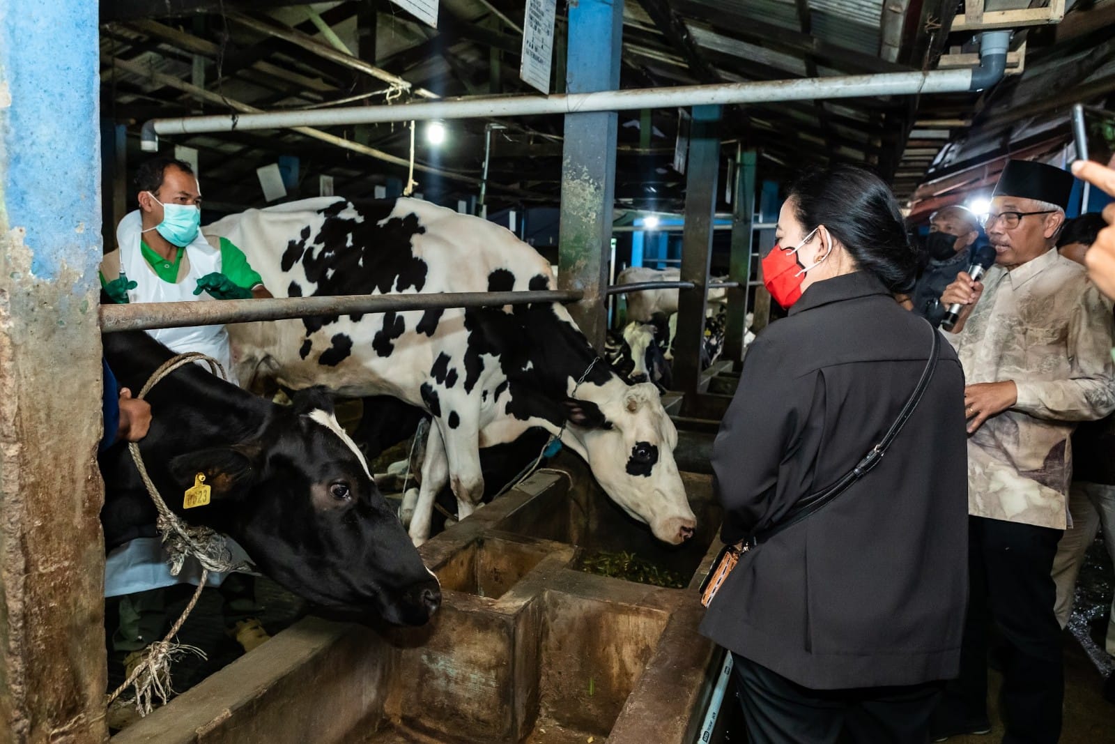 Puan Monitors Cattle Vaccination in Pasuruan to Anticipate the Spread of PMK