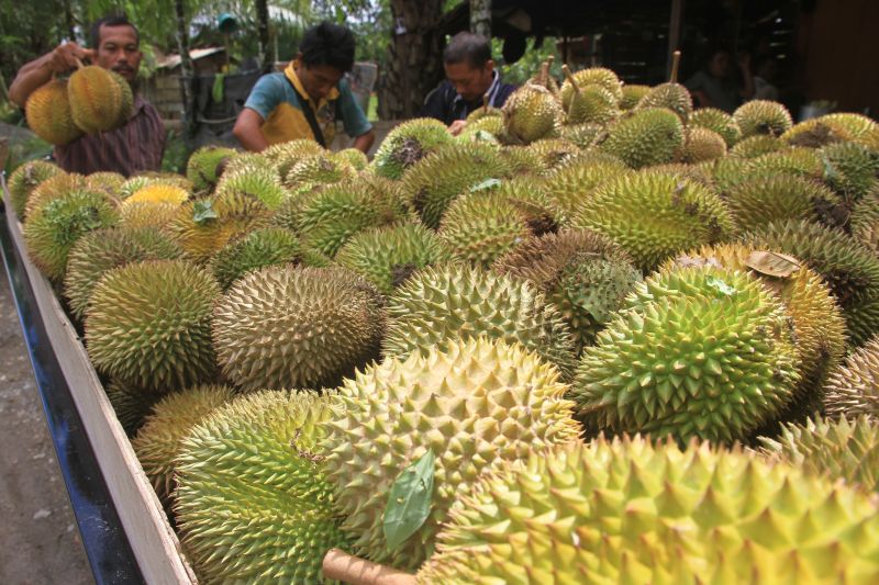 Strange Bin Magic, Thailand Allows Its Citizens to Borrow Money from Banks Using Durian