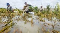 Tens of hectares of agricultural land were damaged by floods in Mamasa