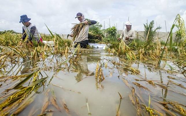 Tens of hectares of agricultural land were damaged by floods in Mamasa