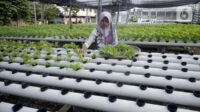 Tangerang kembangkan budi daya hidroponik karena permintaan naik