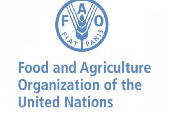 FAO terima Rp255,9 miliar dari Jepang untuk penyimpanan gandum Ukraina