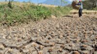 37.7% of Indonesia's Territory Enters the Dry Season, BMKG: Beware of the Impact of Drought