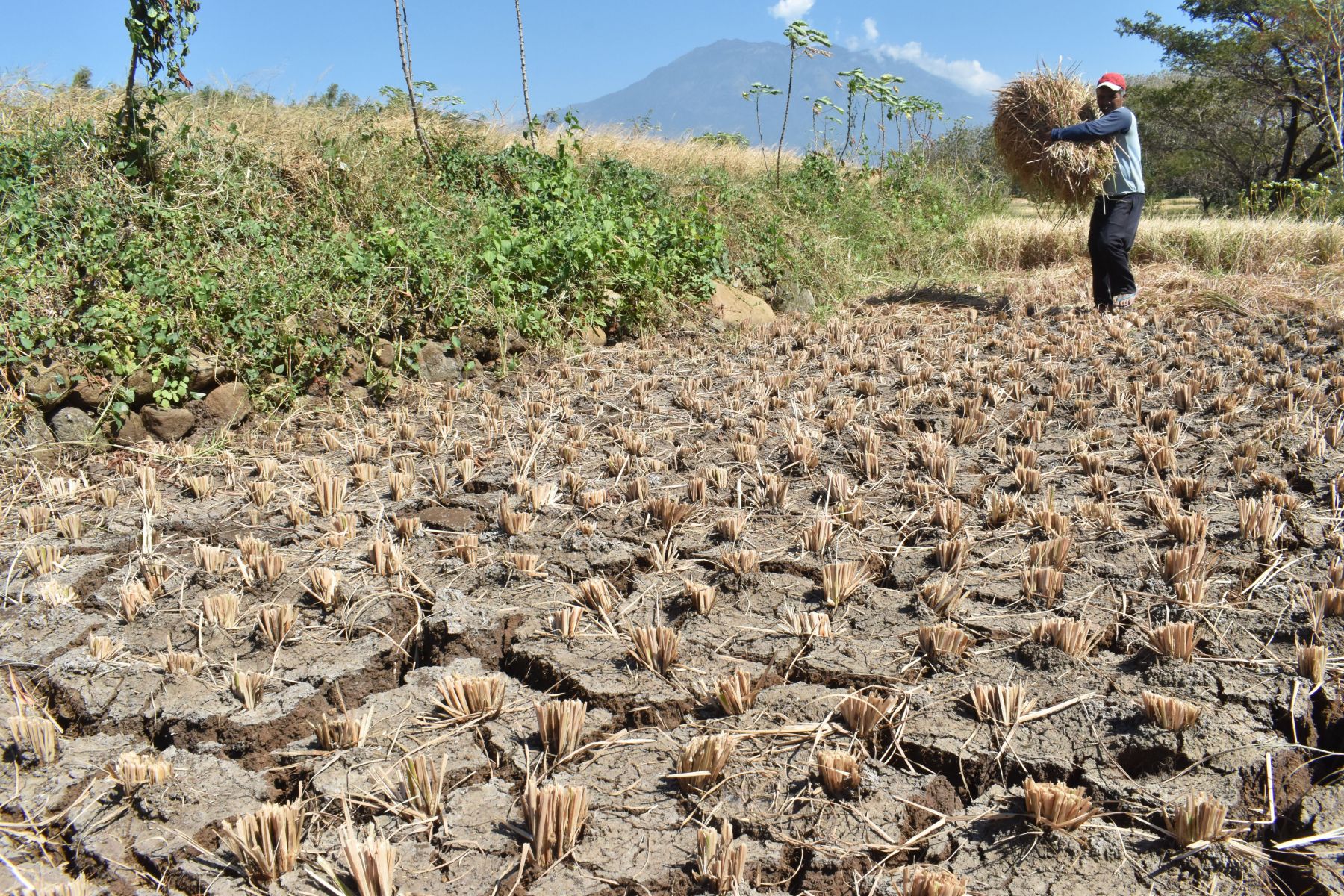 37.7% of Indonesia's Territory Enters the Dry Season, BMKG: Beware of the Impact of Drought