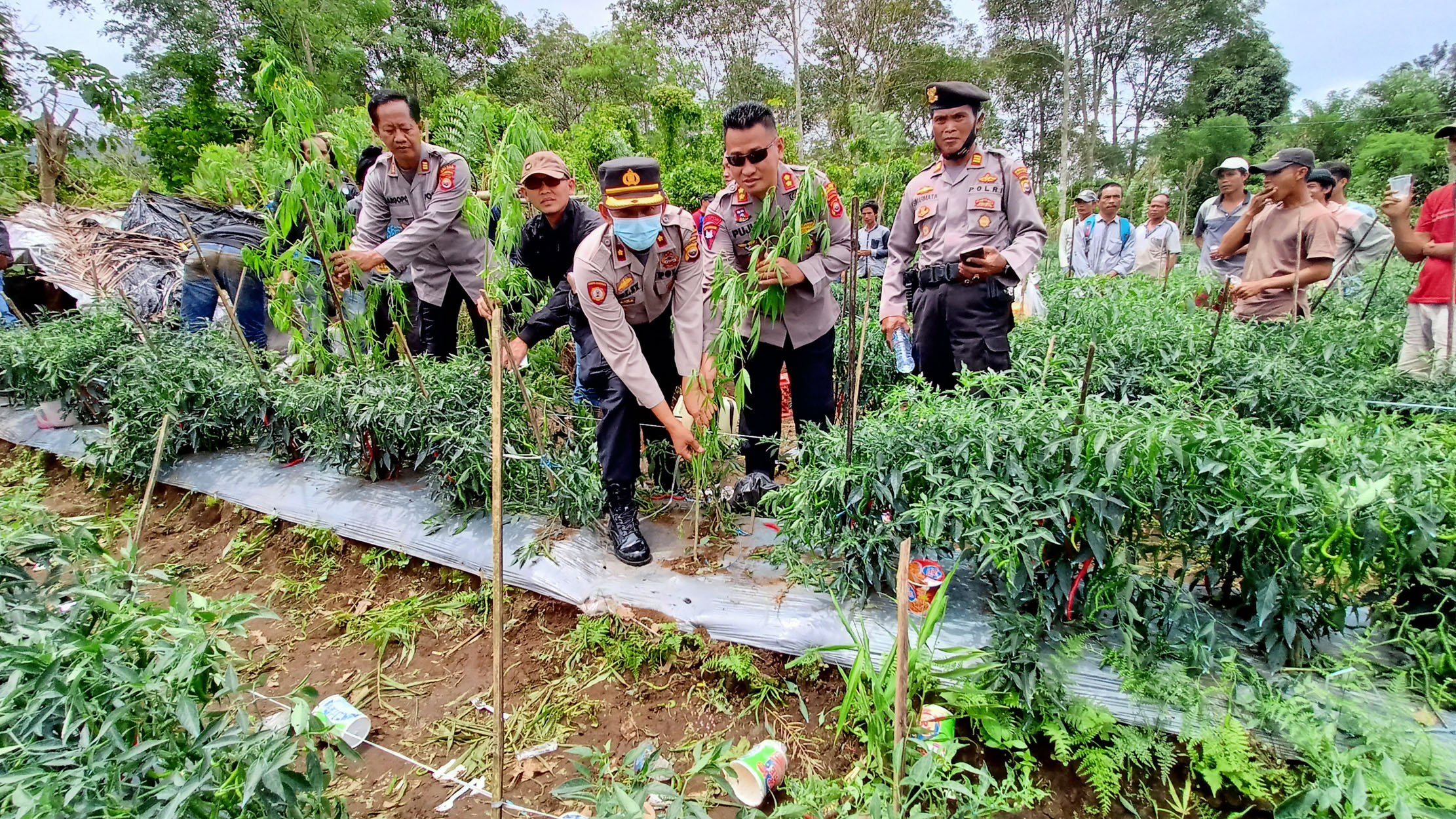 Ahli Farmasi Tidak Setuju Ganja Bebas Diperjualbelikan