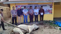Polsek Padang Bolak Qurban 2 ekor lembu Hari Raya Idul Adha 1443 H