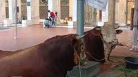 Presiden Jokowi Sumbang Satu Ekor Sapi Seberat 1,15 Ton ke Masjid Istiqlal
