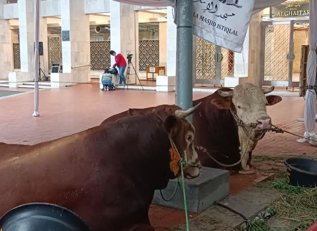 Presiden Jokowi Sumbang Satu Ekor Sapi Seberat 1,15 Ton ke Masjid Istiqlal