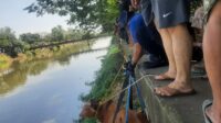 Sapi Kurban Ngamuk hingga Akhirnya Tercebur ke Kali Cengkareng Drain Pasar Kemiri Jakbar