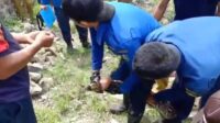 Berlangsung Dramatis, Damkar Parepare Evakuasi Ular Piton Pemangsa Ternak Warga