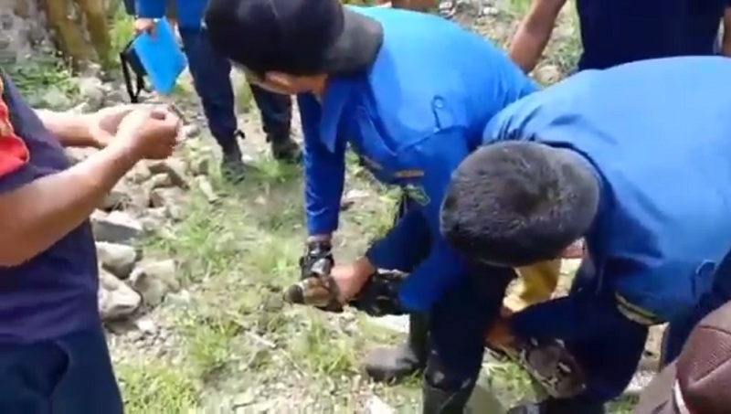 Berlangsung Dramatis, Damkar Parepare Evakuasi Ular Piton Pemangsa Ternak Warga