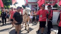 Puan Maharani Donates 1.3 Tons of Sacrificial Cattle to PDIP Central Java
