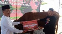 Puan Maharani Sumbang Sapi Kurban Seberat 1,3 Ton