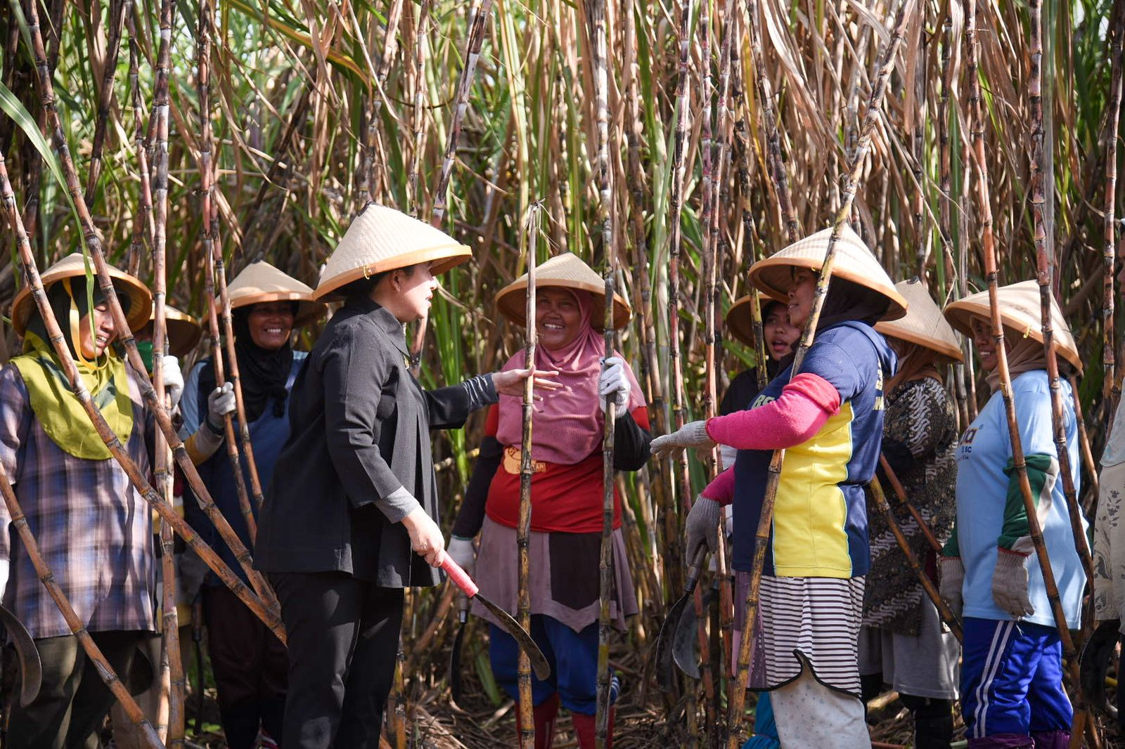 Ikut Panen Tebu, Puan Dukung PG Sindanglaut Kembali Dibuka Demi Kemandirian Gula