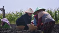 Ladies Listen to Farmers' Complaints While Planting Onions in Brebes