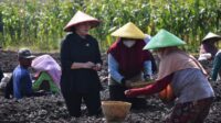 Puan Dengarkan Keluhan Petani Sambil Ikut Tanam Bawang di Brebes