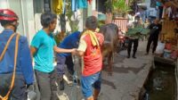 Warga Gang TK Pertiwi  kali Deres Heboh Lantaran Sapi Kurban Ngamuk