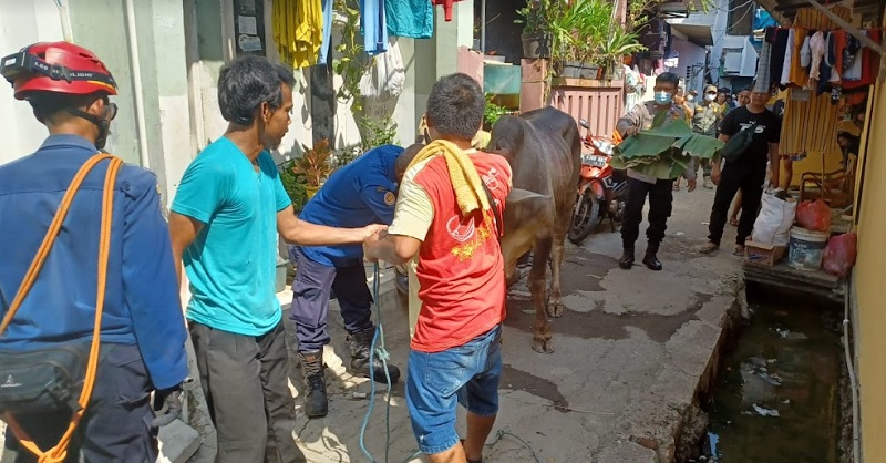 Warga Gang TK Pertiwi  kali Deres Heboh Lantaran Sapi Kurban Ngamuk
