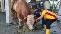Jokowi Kurban 2 Ekor Sapi di Solo