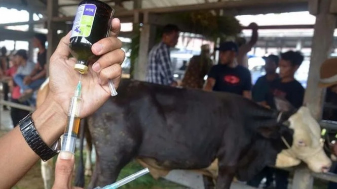 Satgas PMK Klaim Telah Berhasil Menvaksin 1,71 juta hewan ternak