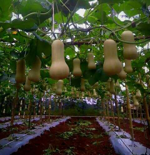 Ketersediaan Lahan Makanan Pengganti Mampu Mengatasi Kenaikan Harga Gandum