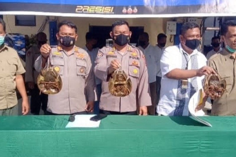 Polairud Polda Sumut tangkap nelayan perdagangkan belangkas