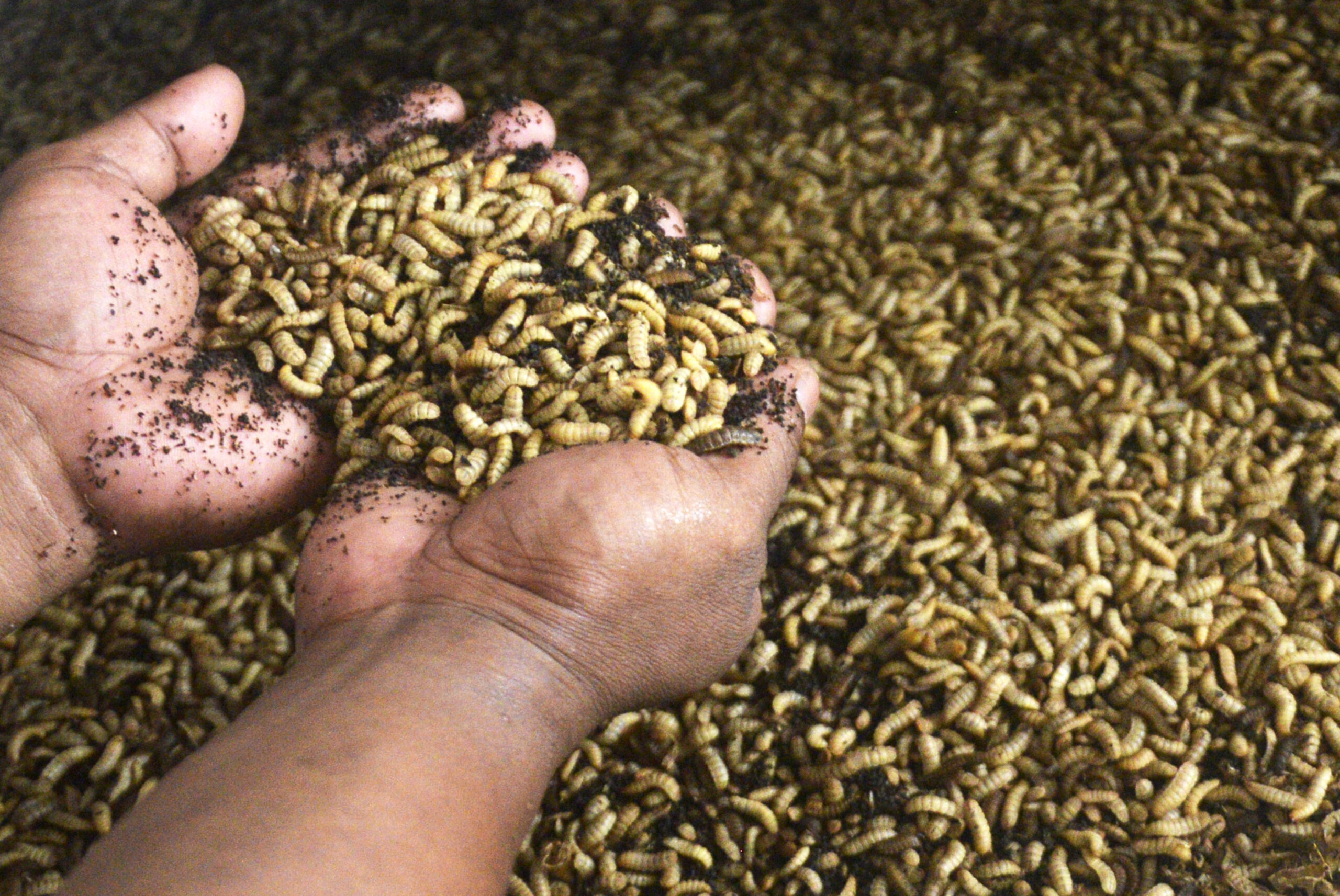 Wau....!, Ternyata Bisnis Belatung dari Lombok ini sangat Menggiurkan