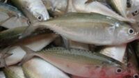 KKP Sebut Ikan Lokal Lebih Unggul Dari Impor