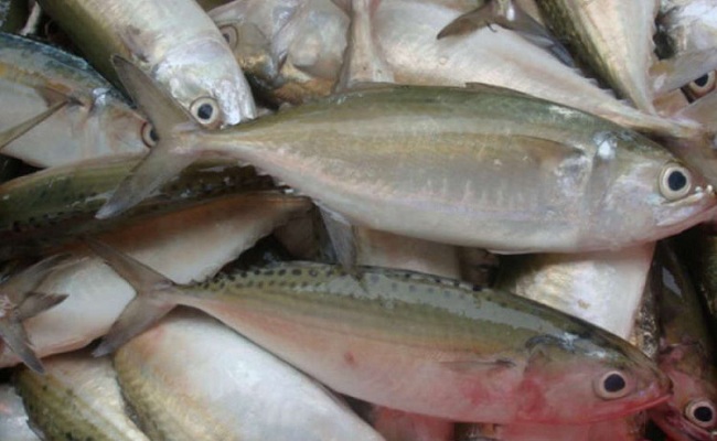 KKP Sebut Ikan Lokal Lebih Unggul Dari Impor