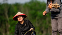 In Tulang Bawang, Mrs. Joins in Planting Cassava with Farmers