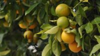Potensi komoditas buah Food Estate Kalteng capai Rp79,55 miliar