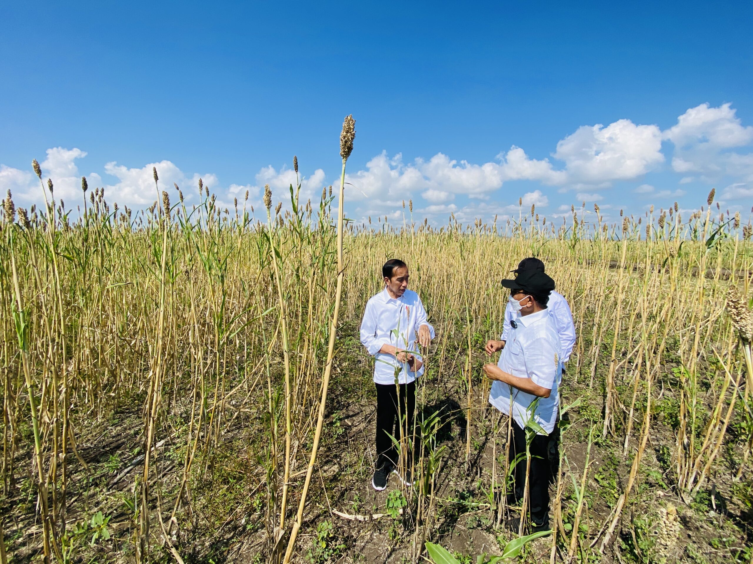 Moeldoko: Presiden Minta Pengembangan Sorgum Pengganti Gandum Dipercepat