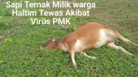 Virus Wabah PMK Makin Merebak Di Haltim, Aliansi Mahasiswa Laporkan Bupati Paluta Andar Harahap