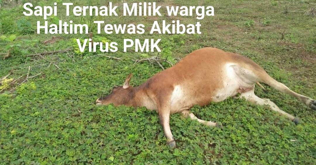 Virus Wabah PMK Makin Merebak Di Haltim, Aliansi Mahasiswa Laporkan Bupati Paluta Andar Harahap