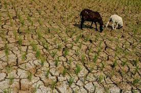 Sembilan Kabupaten/Kota di NTB Dilanda Kekeringan