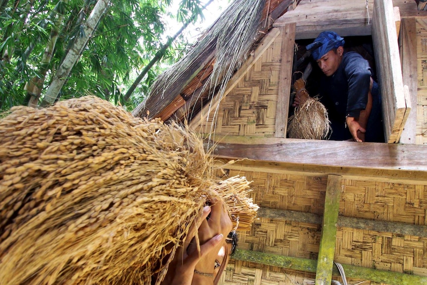 Atasi Krisis, Kementan Minta Daerah Aktifkan Lumbung Pangan