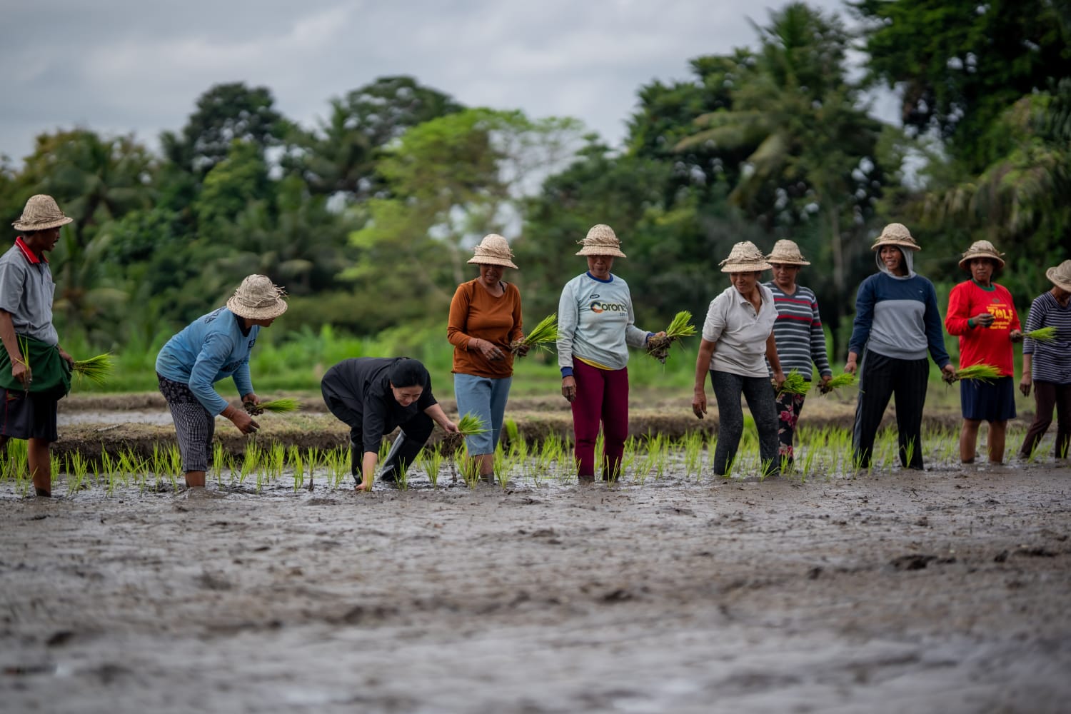 Di Bali, Puan Tanam Padi Bareng Petani dan Borong Sayur Mayur