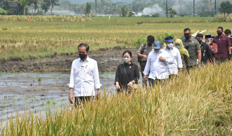 Pengamat: Jokowi pastikan pangan stabil dalam inisiatif biji-bijian