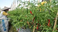 Mentan minta petani champion cabai-bawang merah jaga inflasi pangan